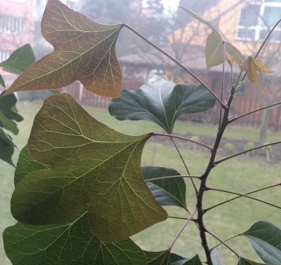 Brachychiton populneus - brachychiton topolový - dvouletý semenáček 